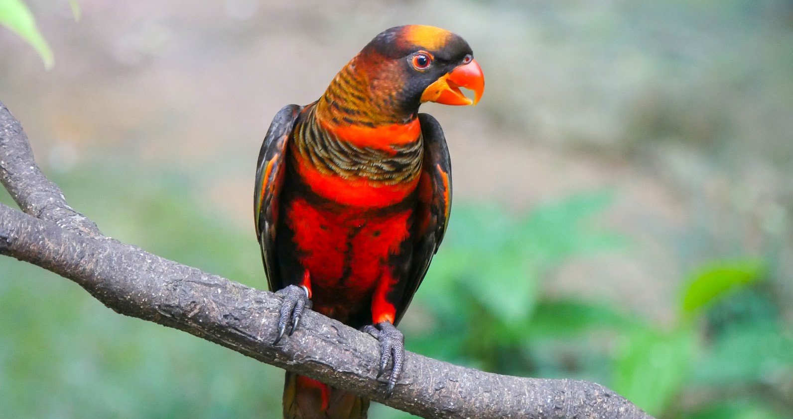 Nuri kelam <br>Dusky lory <br> <i>Pseudeos fuscata</i>
