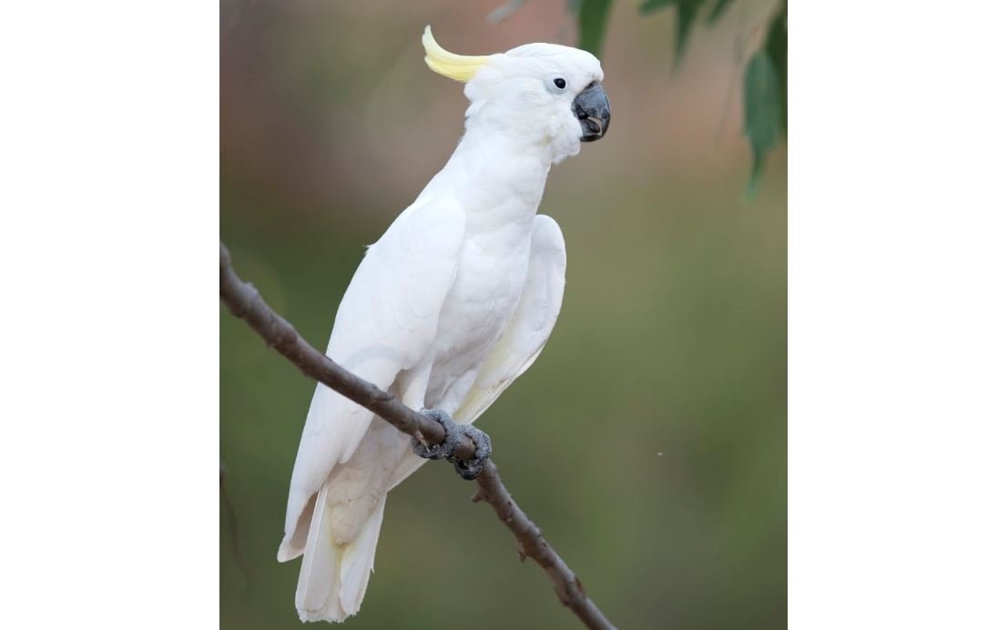 Kakatua koki <br>Sulphur-crested cockatoo <br> <i>Cacatua galerita</i>