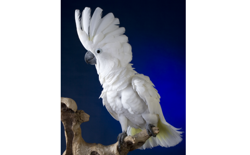 Kakatua putih <br>White cockatoo <br> <i>Cacatua alba</i>