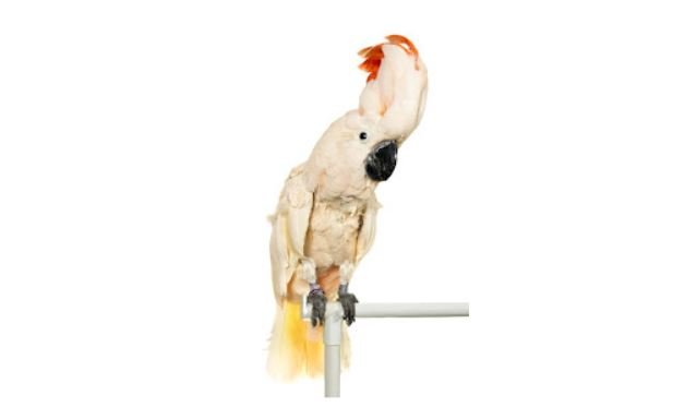 Kakatua seram maluku <br>Salmon-crested cockatoo <br> <i>Cacatua moluccensis</i>