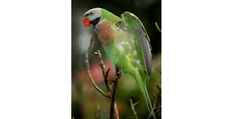 Betet biasa <br>Red-breasted parakeet <br> <i>Psittacula alexandri</i>