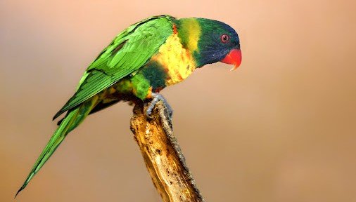 Perkici oranye <br>Marigold lorikeet <br> <i>Trichoglossus capistratus</i>
