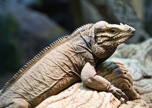 Iguana Badak<br>Rhinoceros Iguana<br><i>Cyclura cornuta</i>