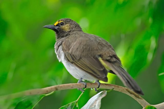 Cucak gunung <br>Orange-spotted bulbul <br> <i>Pycnonotus bimaculatus</i>