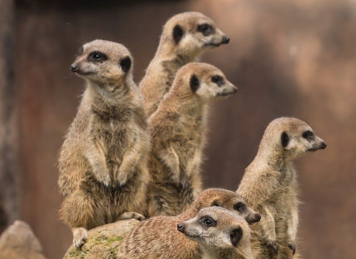 Meerkat <br>Meerkat <br> <i>Suricata suricatta</i>