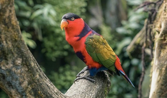 Nuri Kepala Hitam <br>Black-capped Lory <br> <i>Lorius lory</i>