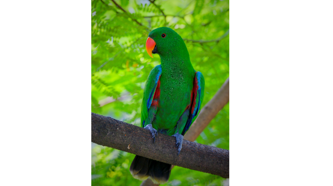 Nuri bayan <br>Mollucan eclectus <br> <i>Eclectus roratus</i>