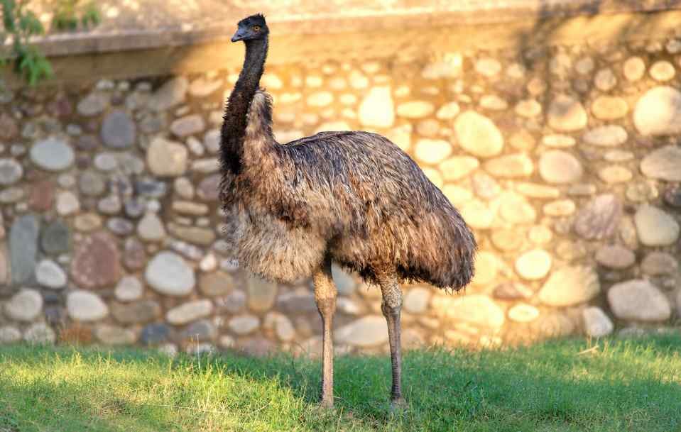 Emu<br>Common emu<br><i>Dromaius novaehollandiae</i>