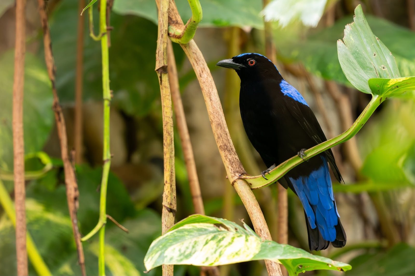 Kacembang gadung <br>Javan fairy bluebird <br> <i>Irena puella turcosa</i>