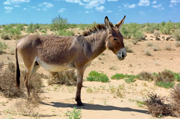 Keledai<br>Donkey<br><i>Equus asinus</i>