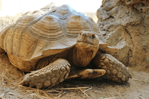 Kura-kura sulcata <br>African spurred tortoise <br> <i>Centrochelys sulcata</i>