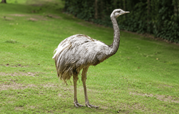 Rhea  nandu<br>Greater rhea<br><i>Rhea americana</i>